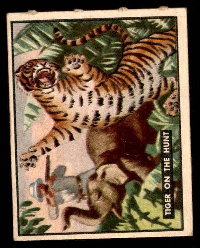 1950. topps # 67 tigar na lovu VG / ex