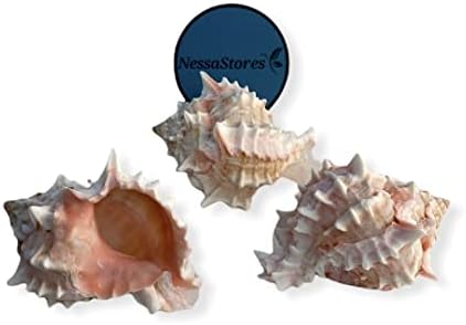 NessaStores-Pink Murex Phyllonotus erythrostomu Hermit Crab Sea Shell 3 - 3 1/2 JC-040