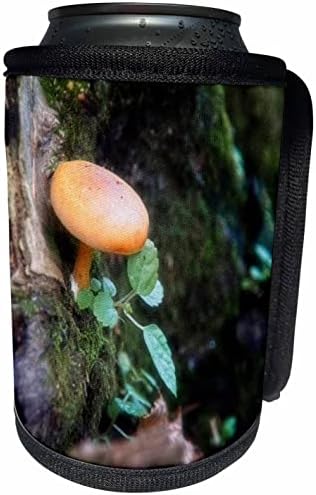 3Droza male gljive u šumi izbliza fotografija - može li hladnija boca